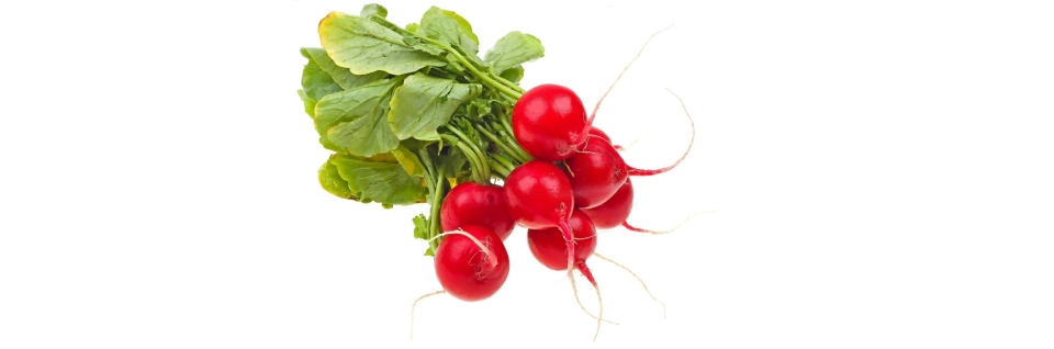 Radish